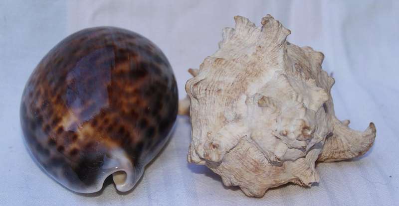 Pair of natural sea shells  Cowrie and Murex