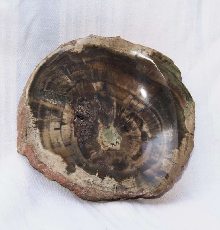 Fossilised/ Petrified Wood Slice
