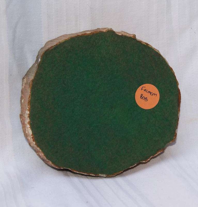 Fossilised/ Petrified Wood Slice