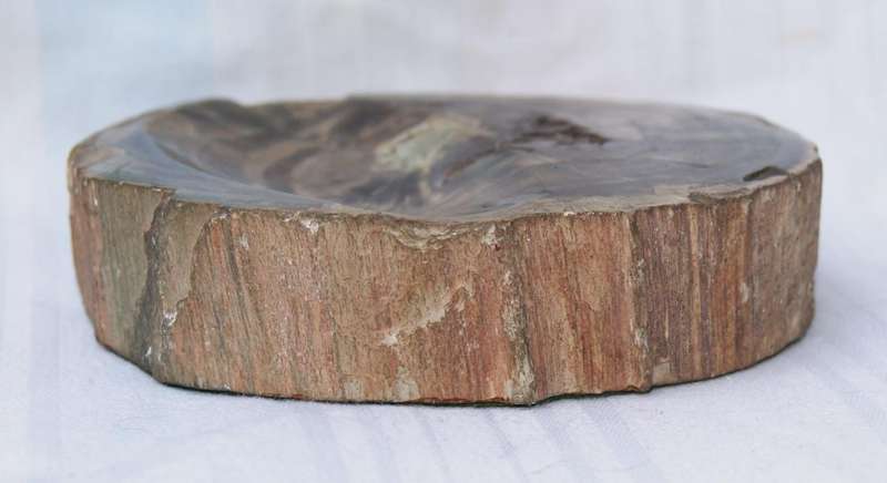 Fossilised/ Petrified Wood Slice