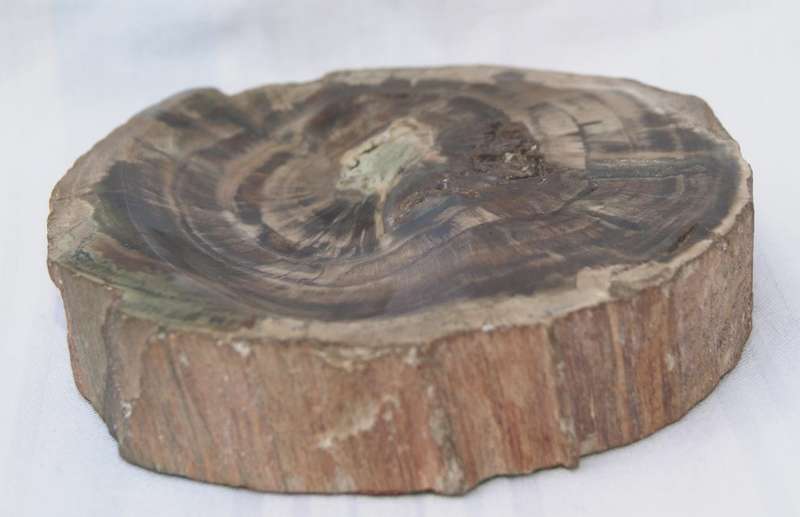 Fossilised/ Petrified Wood Slice