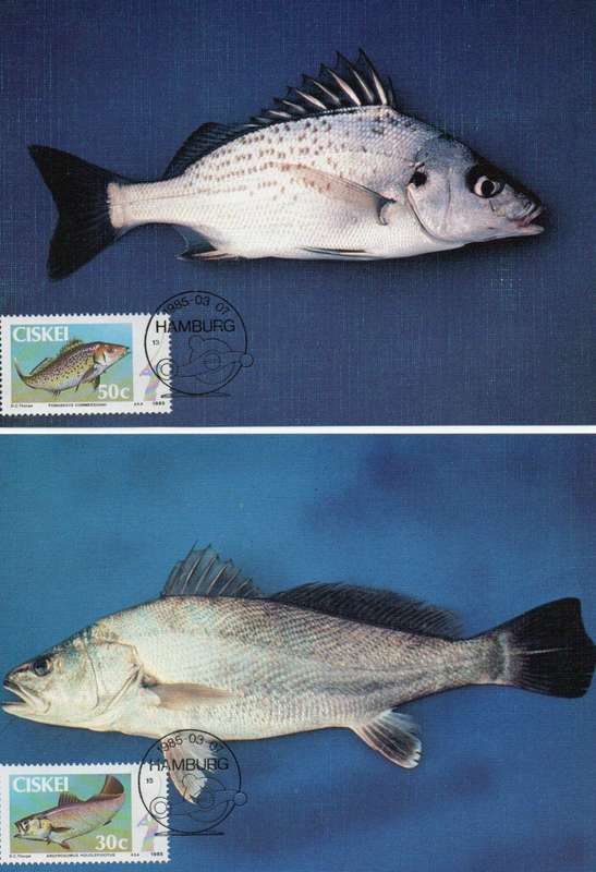 Ciskei, Coastal Angling Maximum Cards 1985 Set of 4