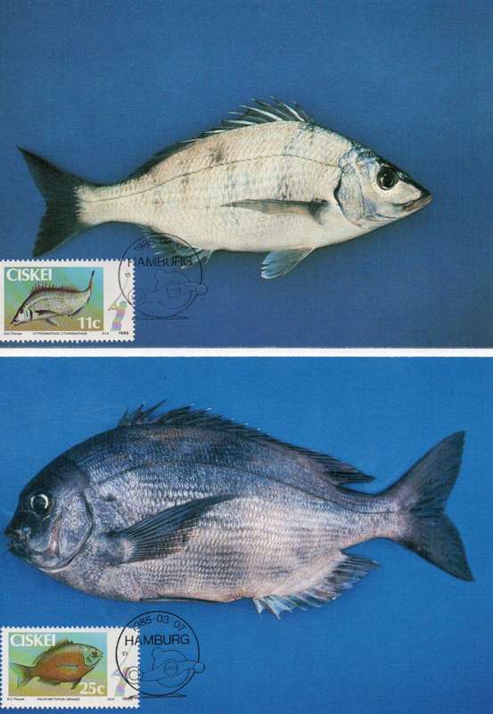 Ciskei, Coastal Angling Maximum Cards 1985 Set of 4