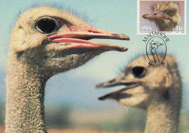 SWA Maxi Cards The Ostrich 1985 Set of 4