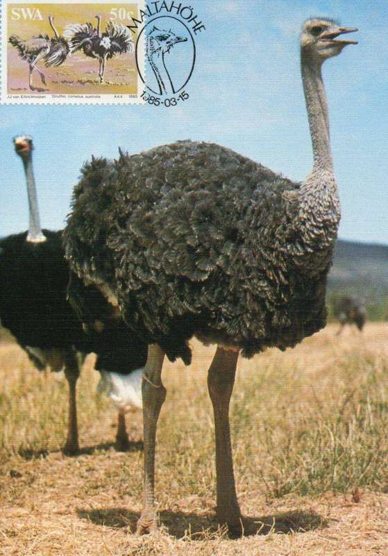 SWA Maxi Cards The Ostrich 1985 Set of 4