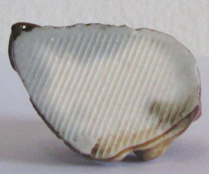 1972 Beaver Wade English Whimsies