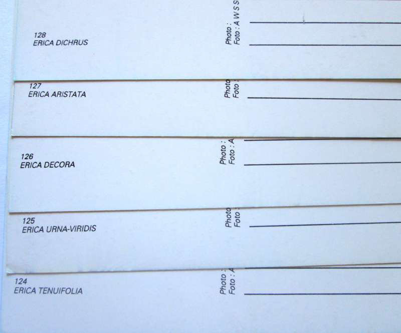 1994 Kleinmond Flowers Post Cards