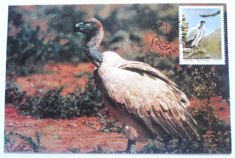 1991 Ngqeleni Edangered Birds Post Cards