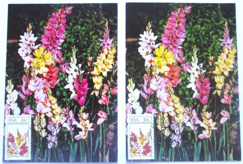 1985 Hermanus Floral Emigrats Post Cards