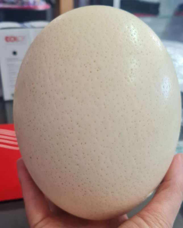 Ostrich Egg Shell