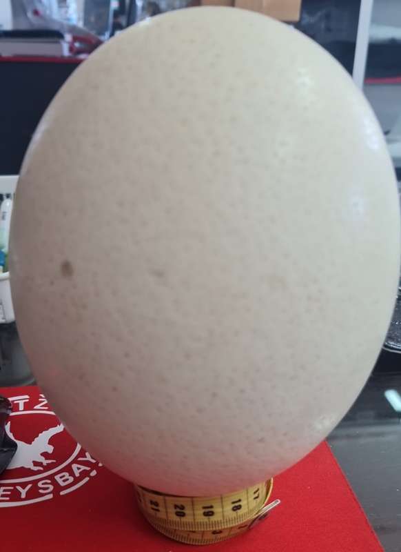 Ostrich Egg Shell