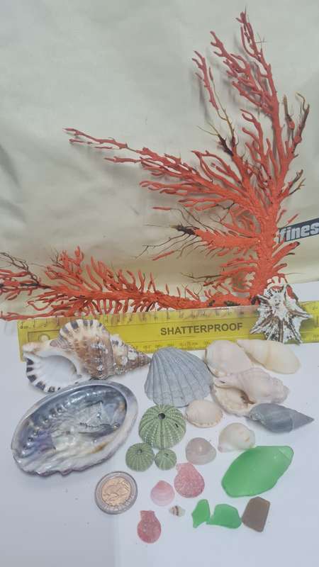 sea shells, sea urchin, sea glass and red grass
