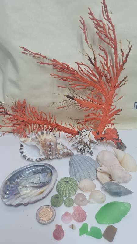 sea shells, sea urchin, sea glass and red grass