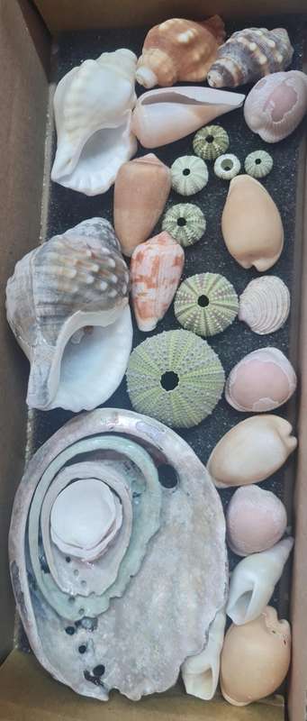 Sea shells  mixed- sea urchin shells from 10cm