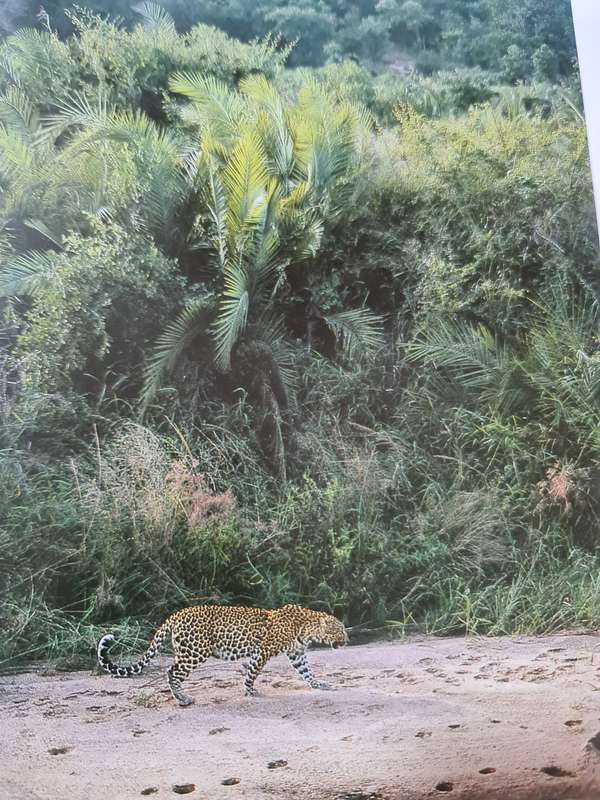 Book: The Leopards of Londolozi