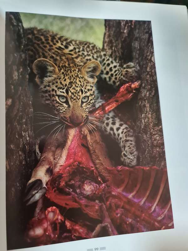 Book: The Leopards of Londolozi
