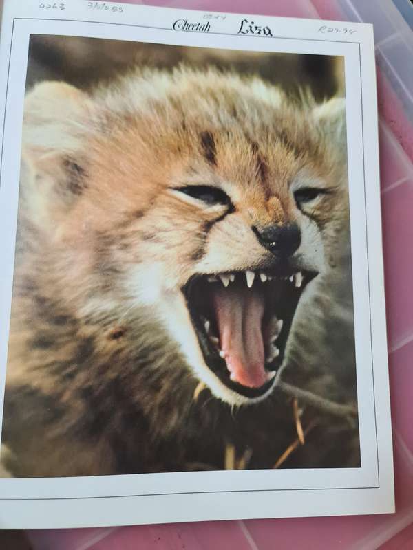Book: Cheetah, Kathrine & Carl Ammann