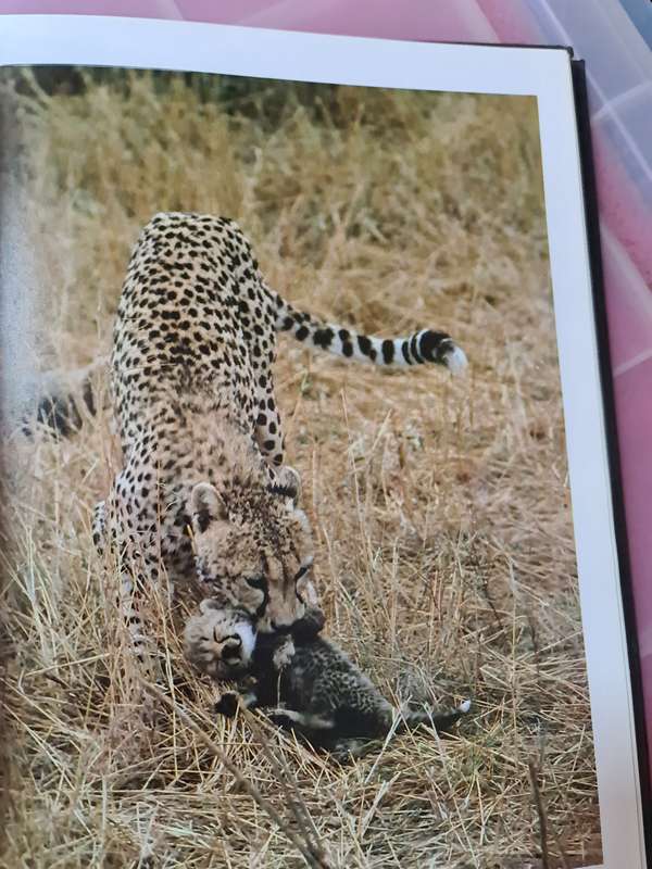 Book: Cheetah, Kathrine & Carl Ammann