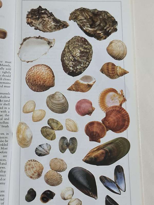 A Gourmets Book of Shellfish by Mary Gadogan recipe book.