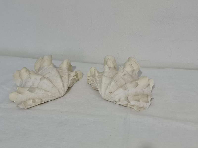 Giant Ruffled Clam Shell