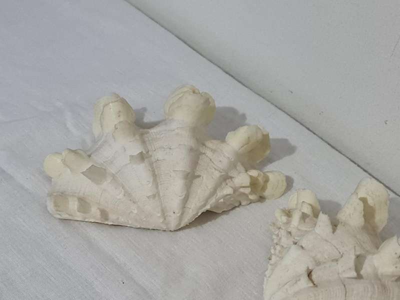 Giant Ruffled Clam Shell
