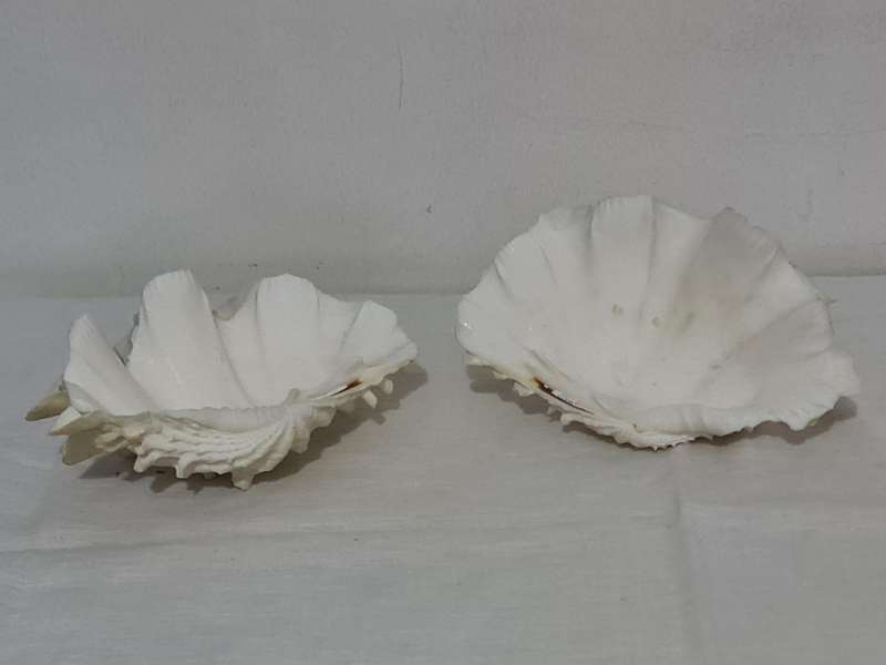 Giant Ruffled Clam Shell