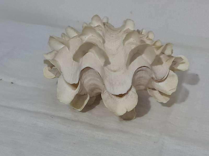 Giant Ruffled Clam Shell
