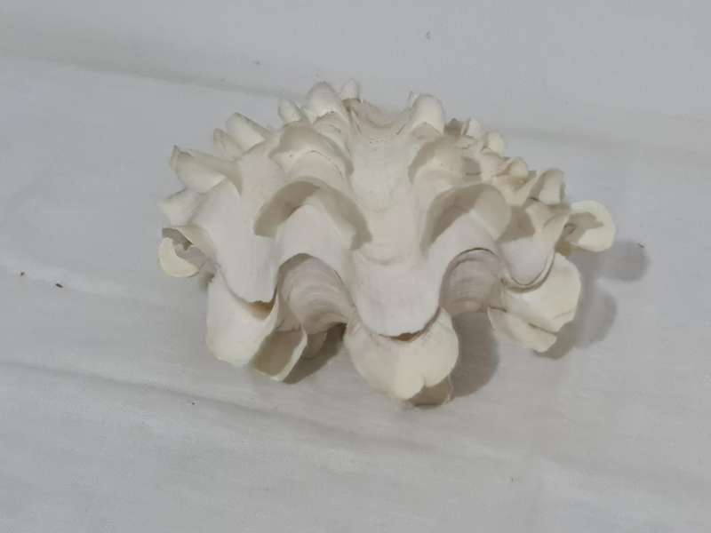 Giant Ruffled Clam Shell