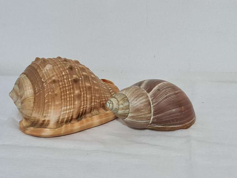Helmet sea Shell and  big snail shell