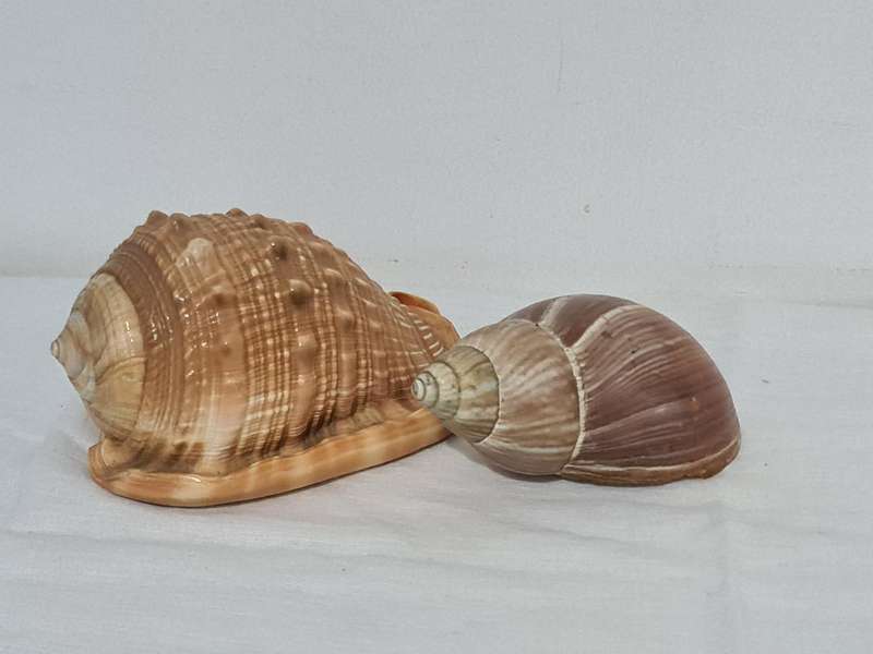 Helmet sea Shell and  big snail shell