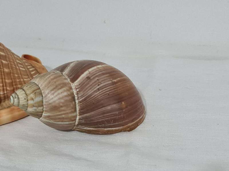 Helmet sea Shell and  big snail shell