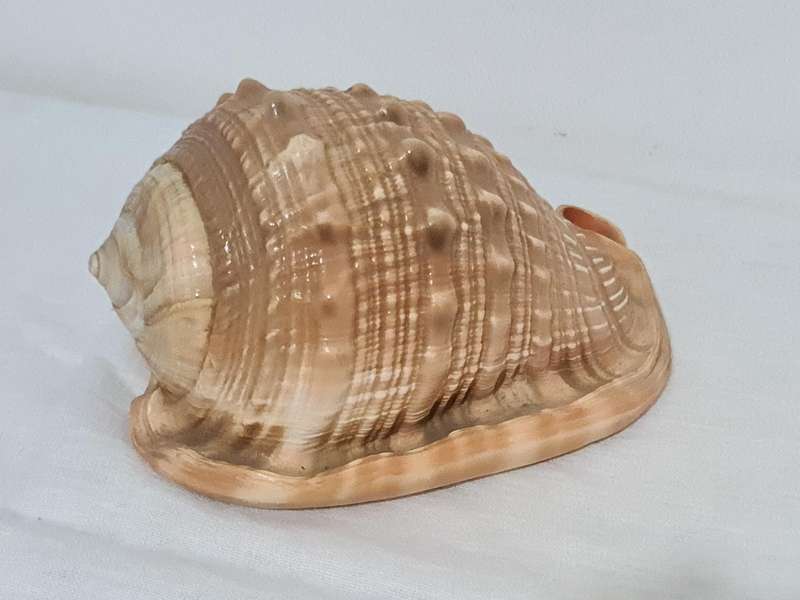 Helmet sea Shell and  big snail shell