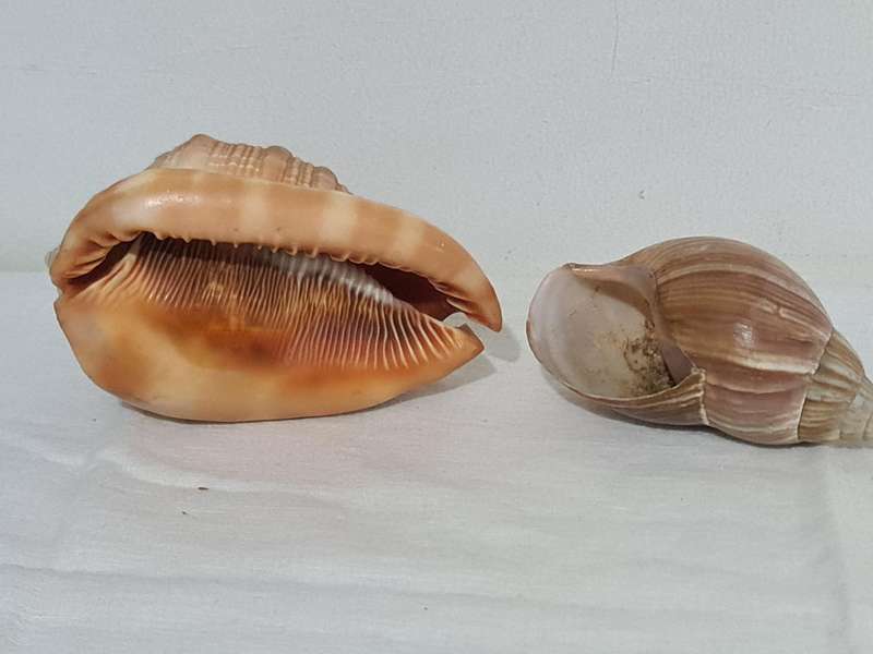 Helmet sea Shell and  big snail shell