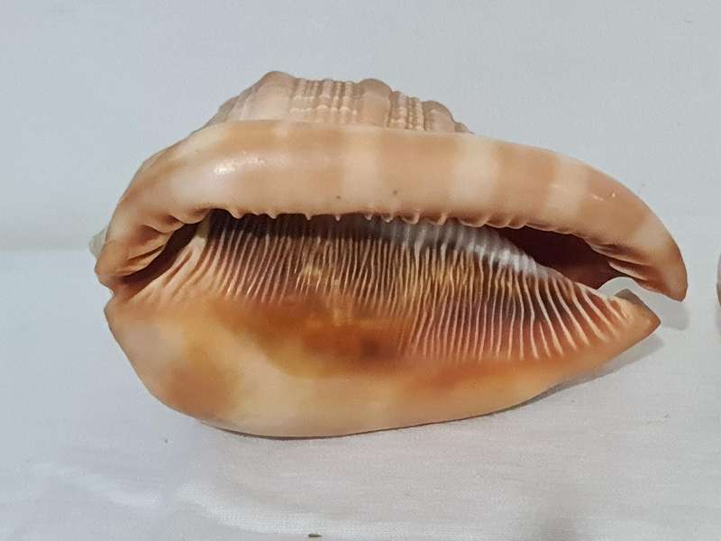 Helmet sea Shell and  big snail shell