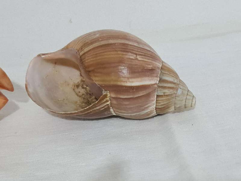 Helmet sea Shell and  big snail shell