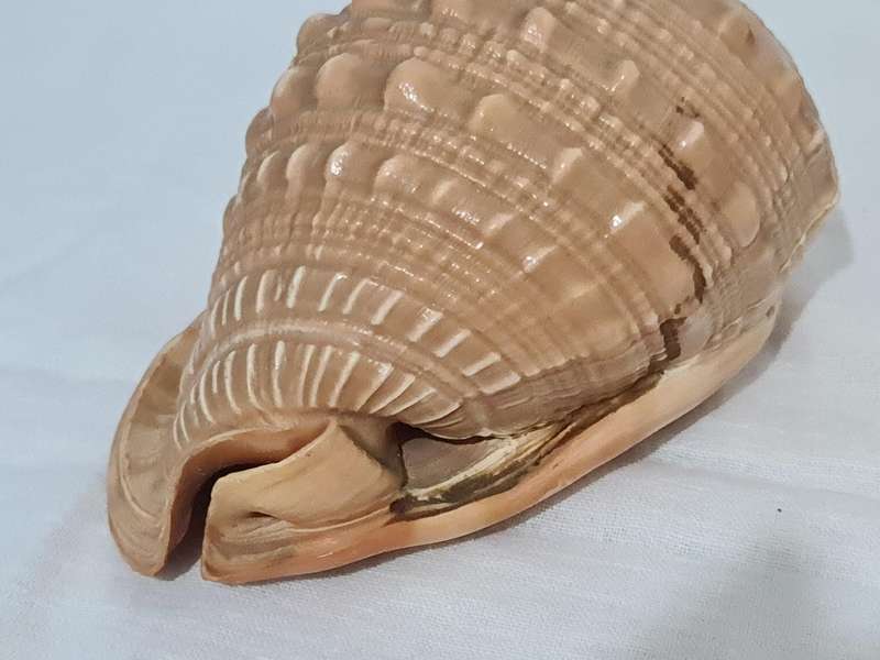 Helmet sea Shell and  big snail shell