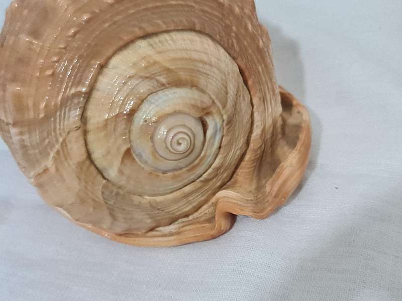 Helmet sea Shell and  big snail shell