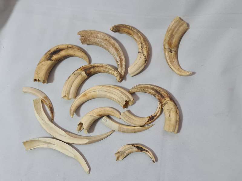 Warthog teeth