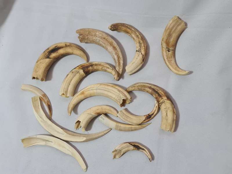 Warthog teeth