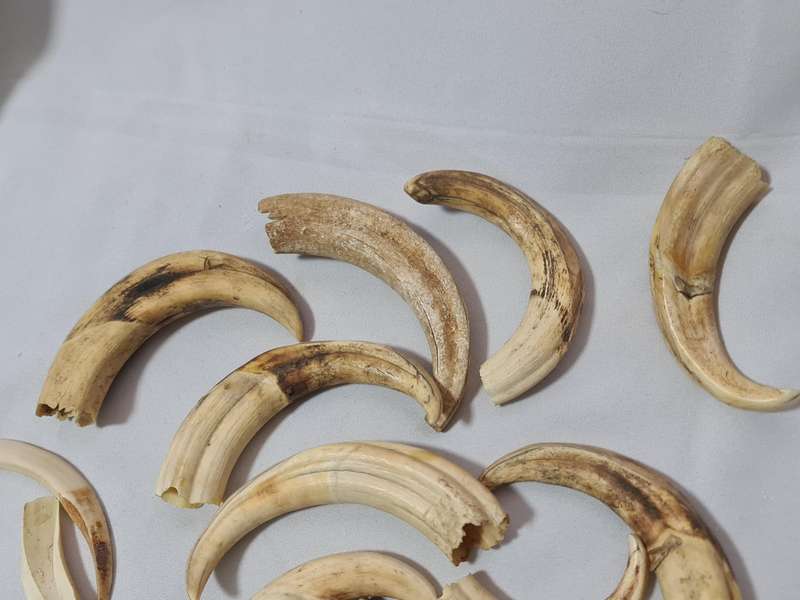 Warthog teeth