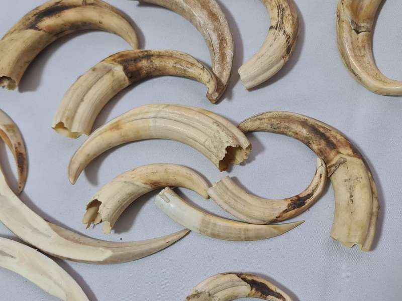 Warthog teeth