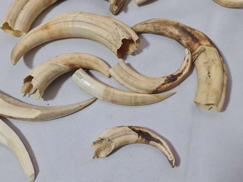 Warthog teeth
