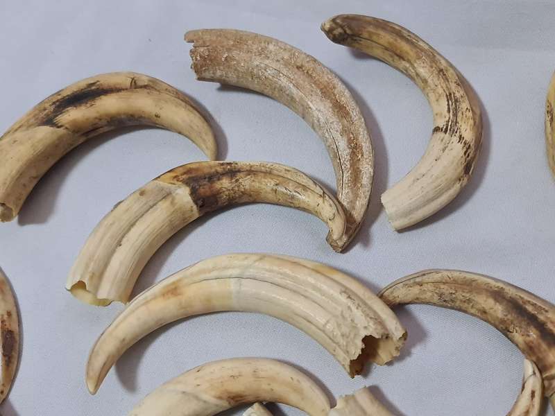 Warthog teeth