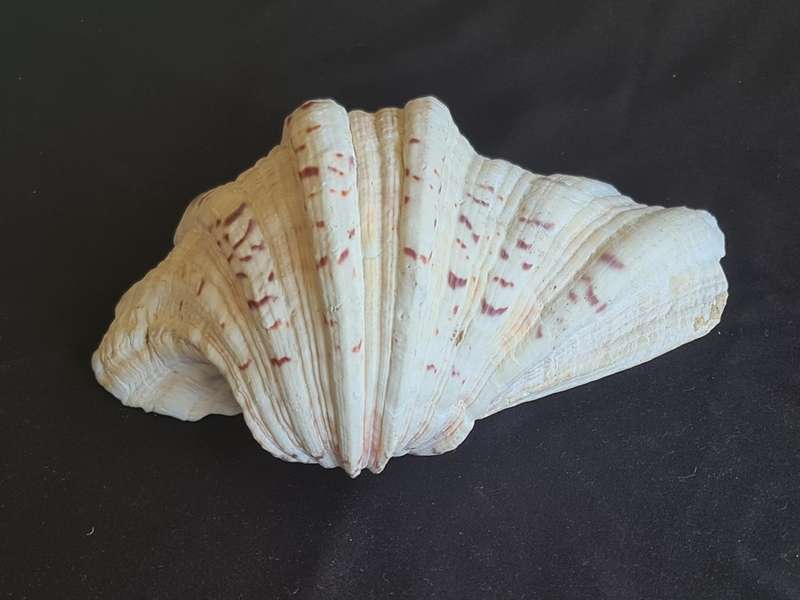 Giant Ruffled Clam Shell