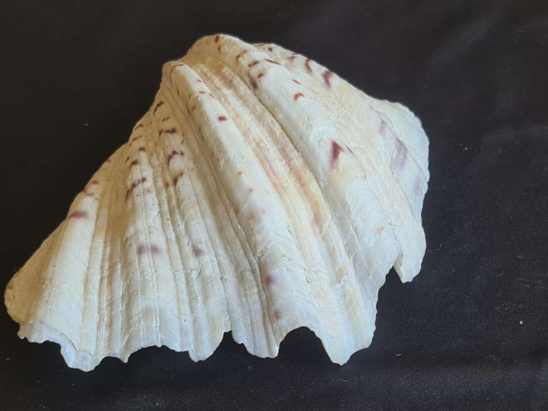 Giant Ruffled Clam Shell