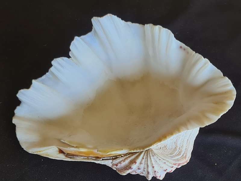 Giant Ruffled Clam Shell