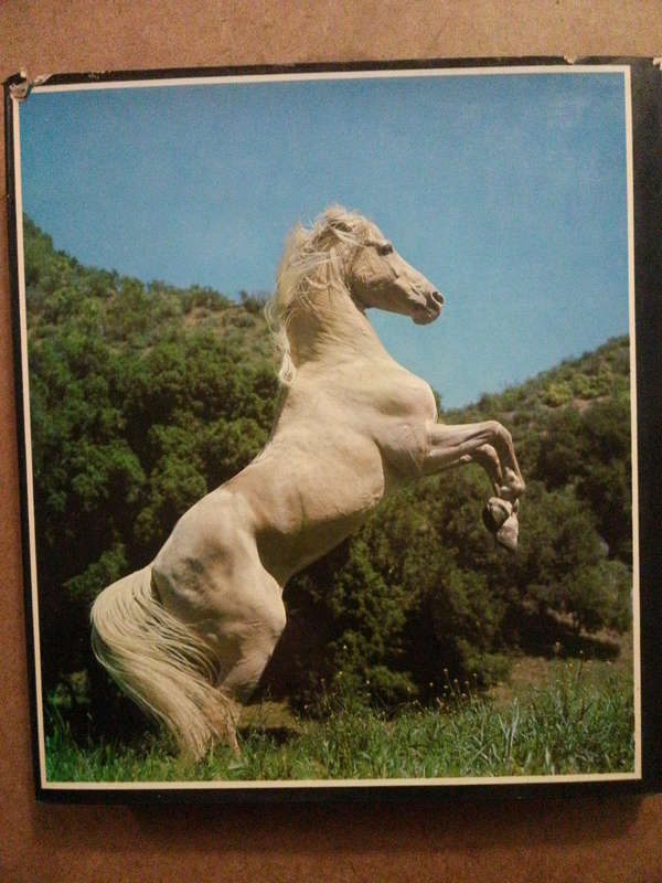 The Life, History and Magic of the Horse