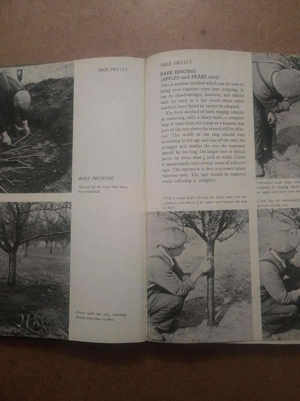 The Fruit Garden Displayed