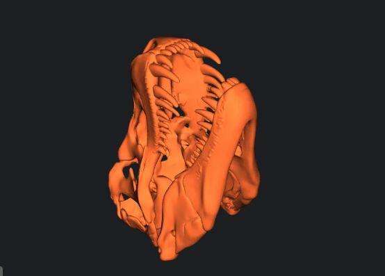 Tyrannosaurus Rex Skull .STL File