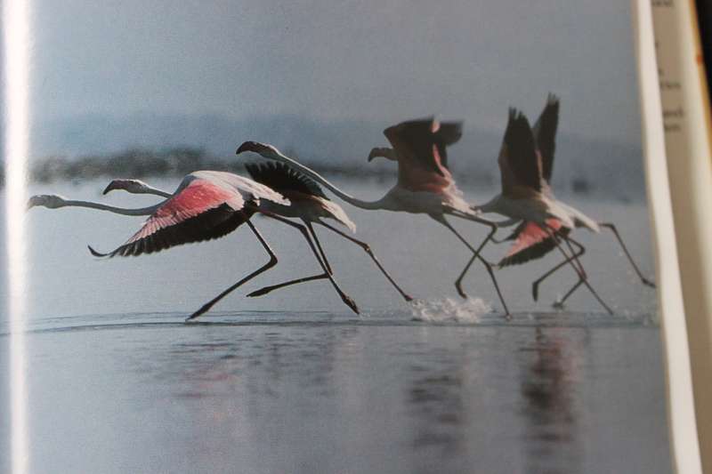 THE GREAT RIFT. Africa's Changing Valley. Anthony Smith.
